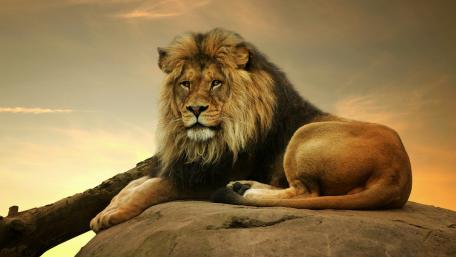 Majestic Lion at Rest in Golden Light wallpaper