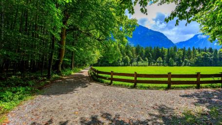 Serene Park Pathway and Lush Meadow wallpaper