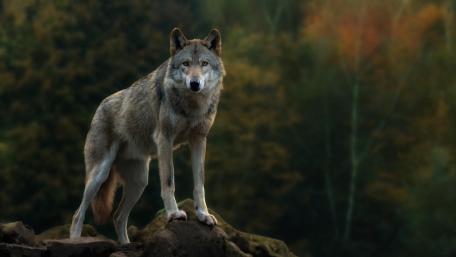 Wolfy wallpaper