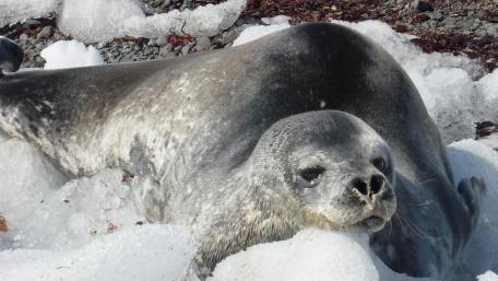 Graceful Harbor Seal Among Snowy Ice wallpaper