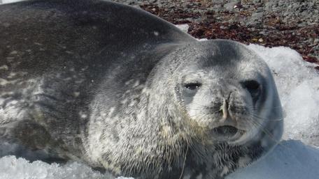 Charming Harbor Seal on Snowy Ground wallpaper