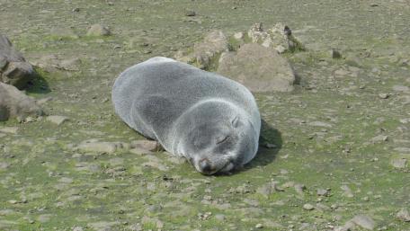 Adorable Baby Seal Resting on Grass Surface wallpaper