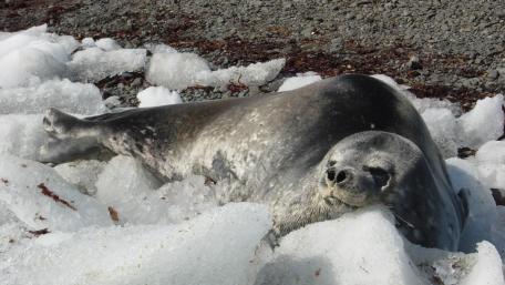 Peaceful Harbor Seal on Icy Terrain wallpaper