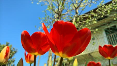 Vibrant Tulips Under Clear Sky wallpaper