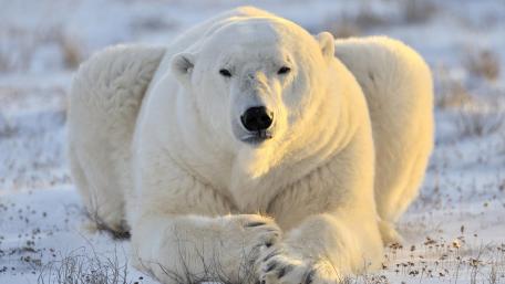 Polar bear wallpaper
