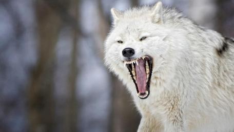 Majestic Arctic Wolf in Fury wallpaper
