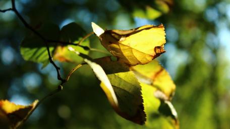 Autumn Leaves wallpaper