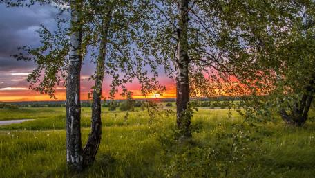 Sunset behind the trees wallpaper