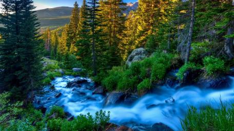 Tranquil Stream in Lush Wilderness wallpaper