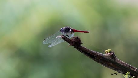 Crimson Tailed Marsh Hawk Dragonfly wallpaper