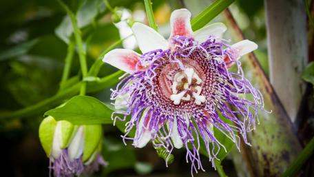 Passion Flower (Passiflora incarnate) wallpaper