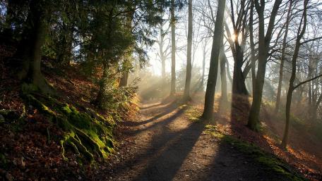 Serenity in a Misty Woodland Pathway wallpaper