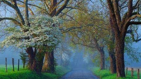 Enchanted Morning Under the Misty Trees wallpaper