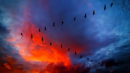 Canada Geese wallpaper