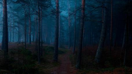 Dark forest wallpaper