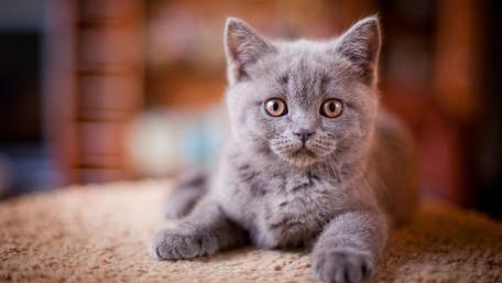 British Shorthair Cat wallpaper
