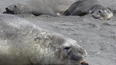 Seals Relaxing on the Shore wallpaper