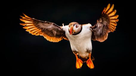 Colorful Puffin in Flight wallpaper