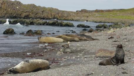 Seals Relaxing on a Serene Shoreline wallpaper