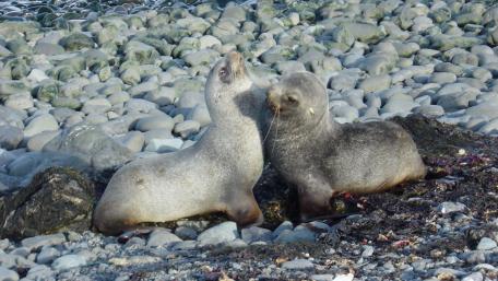 Playful Baby Seals on the Shoreline wallpaper