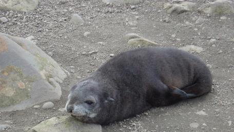 Adorable baby seal resting on the shore wallpaper