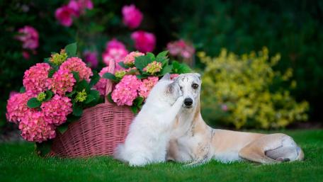 Adorable Pets Among Vibrant Flowers wallpaper