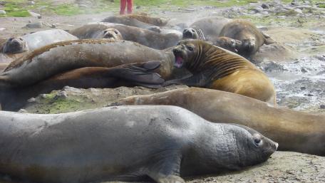 Seals Relaxing on Rocky Shoreline wallpaper