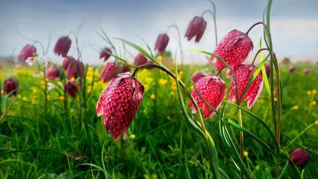 Snake's head (Fritillaria meleagris) wallpaper