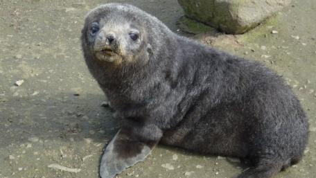 Adorable Baby Seal on the Shoreline wallpaper