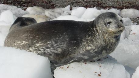 Graceful Seal Relaxing on Ice Sheets wallpaper