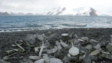 Frozen Shoreline Beauty Captured in Nature's Embrace wallpaper