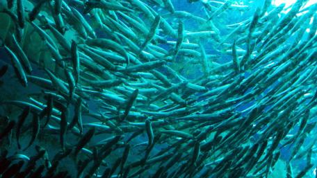 Underwater Dance of Fish Schools wallpaper
