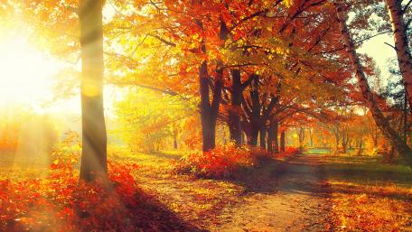 Autumn leaf color wallpaper
