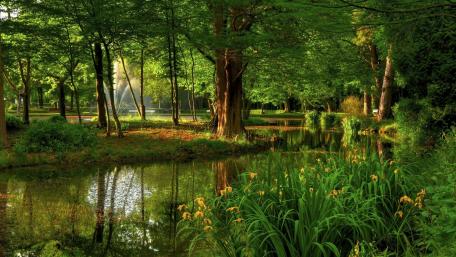 Serene Greenery by the Water’s Edge wallpaper