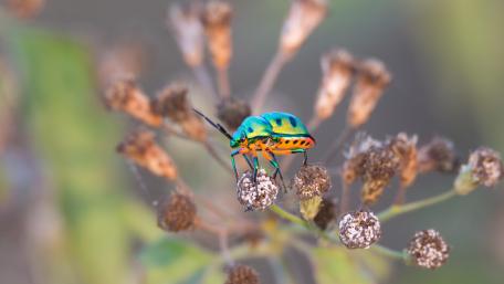 Jewel Bug wallpaper