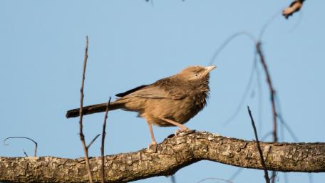 Yellow Billed Babbler wallpaper