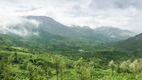 Tea Gardens in Western Ghats wallpaper