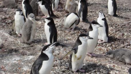 Charming Penguins in Their Natural Habitat wallpaper