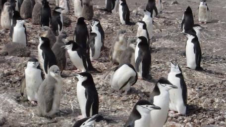 Charming Penguins in Their Natural Habitat wallpaper