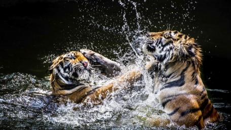 Tiger fight wallpaper