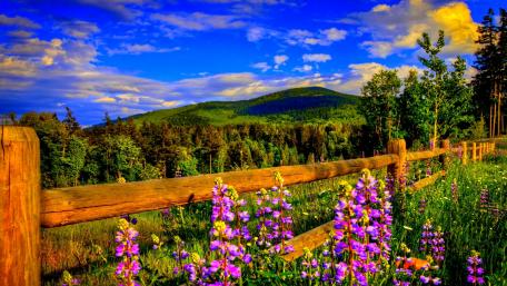 Springtime wallpaper