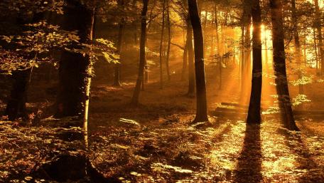 Forest sunlight wallpaper