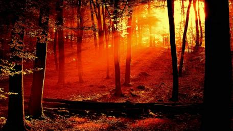 Red forest wallpaper