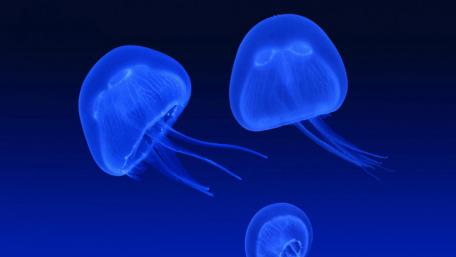 Silhouettes of Mystical Blue Jellyfish in Motion wallpaper