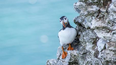Charming Atlantic Puffin on Rocky Perch wallpaper