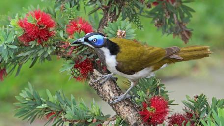 Vibrant Bird Nestled Among Blossoms wallpaper