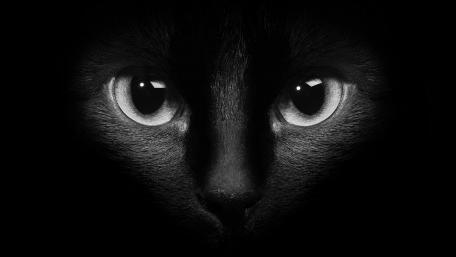 Intense Gaze of a Mysterious Black Cat wallpaper
