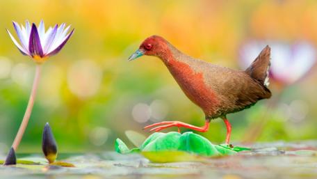 Ruddy-breasted crake (Zapornia fusca) wallpaper