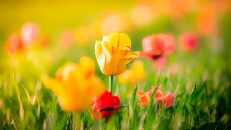 Vibrant Tulip Field in Spring Light wallpaper