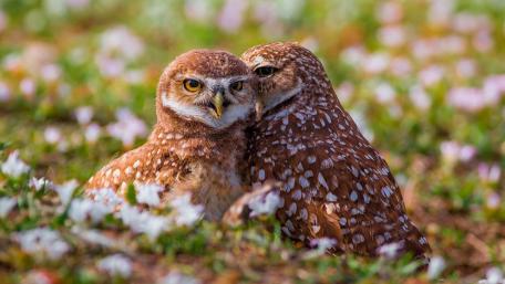 Burrowing owls wallpaper